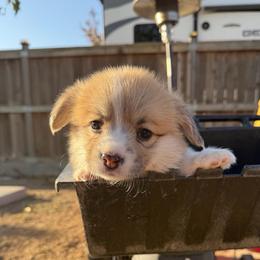Tuco - Red male Pembroke Welsh Corgi puppy in Bakersfield, California from Kern River Corgis