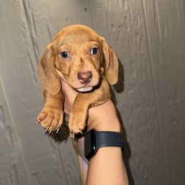 Dachshund Puppies from Weenie Hut Jrs