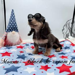 Moana - Black and cream female Dachshund puppy in Prairieville, Louisiana from Southern Barron Danes & Dachshunds