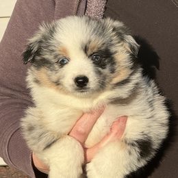 Miniature Australian Shepherd Puppies from Double-P Aussies