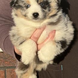 Miniature Australian Shepherd Puppies from Double-P Aussies