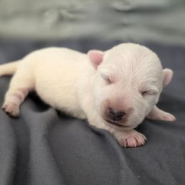 Female 4 - White female West Highland White Terrier puppy in Mcneal, Arizona from Olympian Giant Schnauzers and Westie’s!