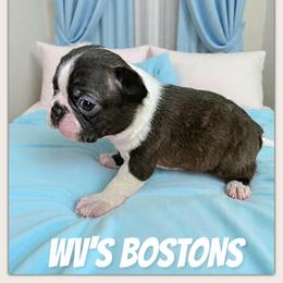Gilbert - Black and white male Boston Terrier puppy in North Central, Vermont from Windy Valley’s Bostons