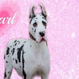 Pearl - Great Dane