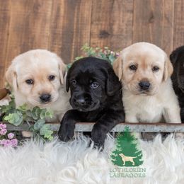 "The Girls" Labrador Retriever Puppies from Lothlorien Labradors
