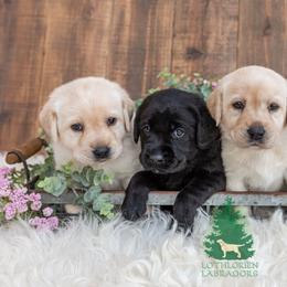 "The Girls" Labrador Retriever Puppies from Lothlorien Labradors