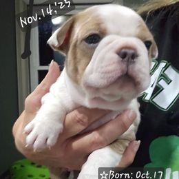 Blue fawn BoY - Blue male Boston Terrier puppy in Versailles, Indiana from Benhams Bostons