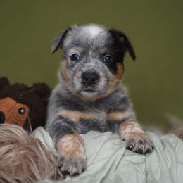 Australian Cattle Dog and Collie Puppies from Blackberry Hills