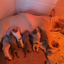 French Bulldog puppies from Crooked C Ranch