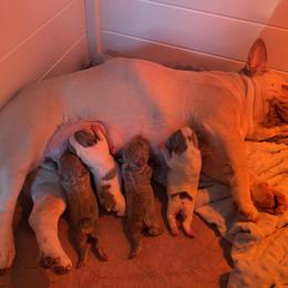 French Bulldog puppies from Crooked C Ranch