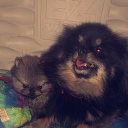 Pomeranian and Yorkshire Terrier Puppies from Melrey's paws