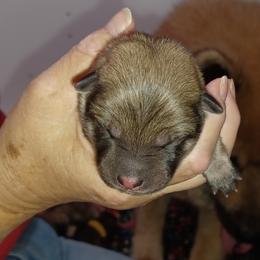 Blue Collar - Red male Eurasier puppy in Lakewood, Ohio from Exquisite Eurasier