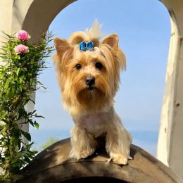 Butters - Yorkshire Terrier