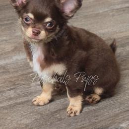 Vegas - Chocolate and tan male Chihuahua puppy in Bowdon, Georgia from Paschal's Pups