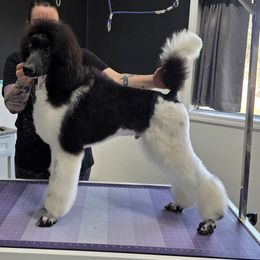 Danish - Parti male Poodle puppy in Parker, Colorado from Pawsh K9’s