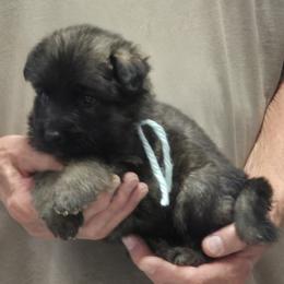 Boy 3 Mint - Sable male German Shepherd puppy in Lake George, Colorado from High Country German Shepherds