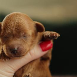 Cinnamon muffin - Red female Havapoo puppy in Eagle Mountain, Utah from Lady Paws Puppies