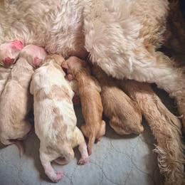 Boy 4 - Caramel cream male Australian Labradoodle puppy in Millville, California from Hope Lane Kennels