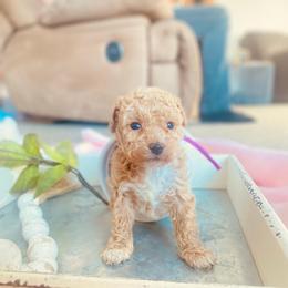 Dollie Mae - Cream female Poodle puppy in Utica, Ohio from Poodle Me Crazy