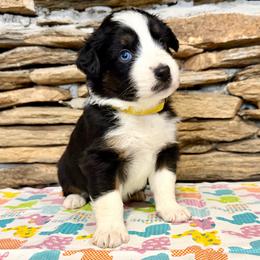 Electra - Black tri-color female Australian Shepherd puppy in Red Springs, North Carolina from Julia Rose Ranch