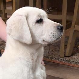 Labrador Retrievers from Lone Oak Pups