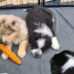 Australian Shepherd Puppies from Whitfarm Aussies