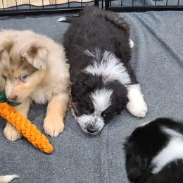 Australian Shepherd Puppies from Whitfarm Aussies