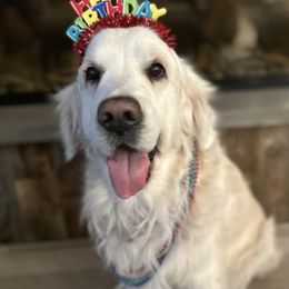 Golden Retrievers from Dopey Dutch Golden Retrievers