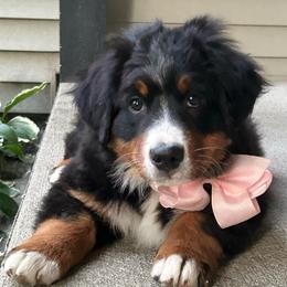 Baby Pink Girl - Black rust and white female Bernese Mountain Dog puppy in Toledo, Ohio from Baby Berners