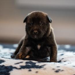O Male 1 - Red Collar Male - Black brindle male Dutch Shepherd puppy in Alum Creek, West Virginia from Stay Wild K9