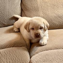 Frank - Yellow male Labrador Retriever puppy in Tekonsha, Michigan from Asher Acres Labs