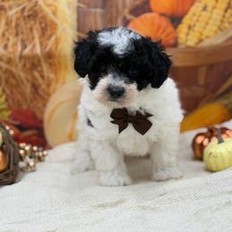 Toby - Parti male Poodle puppy in Nashville, Arkansas from Cuddles n Curls