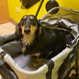 Phoebe - Dachshund