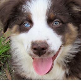 Australian Shepherd Puppies from Cahaba Australian Shepherds