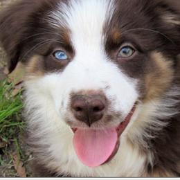 Australian Shepherd Puppies from Cahaba Australian Shepherds