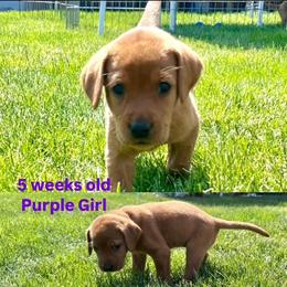 Labrador Retriever Puppies from McEnpoint Red Labs