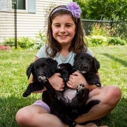 Border Collie, Golden Retriever, and Sporty Mix Puppies from Turbo Border Collies & Coltrievers