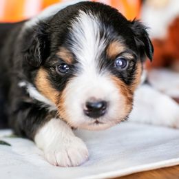 BTM - Black tri male Miniature American Shepherd puppy in Tonopah, Arizona from King's Miniature American Shepherds