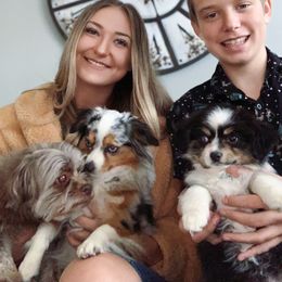 Miniature Australian Shepherd, Shih Tzu, and Toy Australian Shepherd Puppies from River Springs Aussies