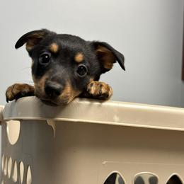 Grand Basset Griffon Vendeen and Lancashire Heeler Puppies from Mashury & Black Majesty Kennel