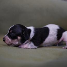 Boy 2 - Piebald male Dachshund puppy in Quemado, New Mexico from TNT Dachshunds