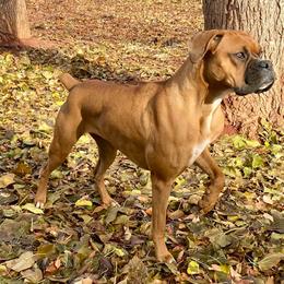 Maya - Boxer