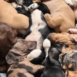 Dachshund Puppies from Edgewood Acres Miniature Longhair Dachshunds