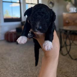Grace - Black and white female Bernedoodle puppy in Yuba City, California from Ranch House Doodles
