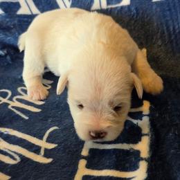 Eve - White female Miniature Schnauzer puppy in Elgin, Iowa from Firefly Stables
