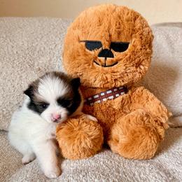 Rey - Black and tan parti female Pomeranian puppy in New Plymouth, Idaho from Pawdawan Poms