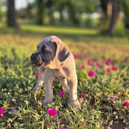 Cane Corso Puppies from HOUSE OF HALL CANE CORSOS