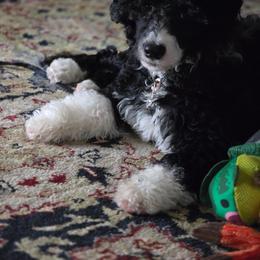 McHale - Portuguese Water Dog