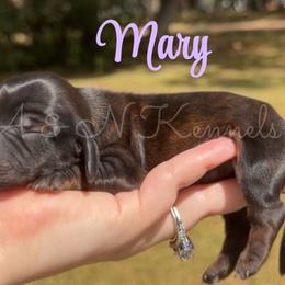 Mary - Brindle female Dachshund puppy in Brandon, Mississippi from A & N Kennel’s Mini Dachshunds