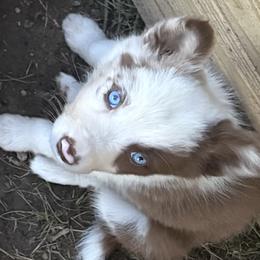 Border Collie and Poodle Puppies from Ross Vegas Kennels